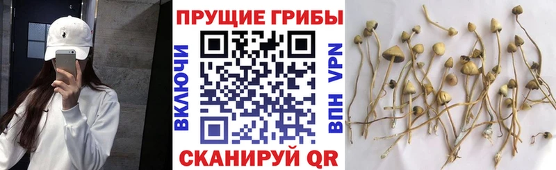 Галлюциногенные грибы MAGIC MUSHROOMS Петровск-Забайкальский